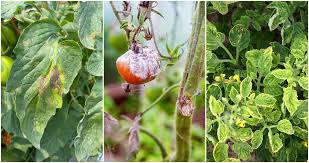12 Tomato Plant Diseases Identify