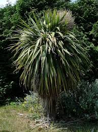 Palm Cabbage Cabbage Palm Tree