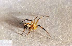 Public Health Pests Spider Pacific Northwest Pest