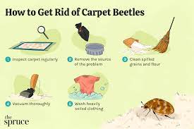 how to get rid of carpet beetles by