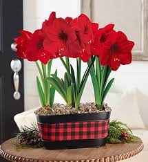 amaryllis care guide breck s gifts