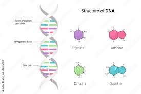 dna deoxyribonucleic acids