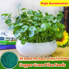 Copper Grass Pilea Seeds For Planting