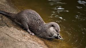 I was wondering if you could have a pet hedgehog in canada. How Much Does An Otter Cost Otter Facts And Care Tips