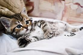 Comics about/featuring kittens are an exception to this rule, along with articles. Hd Wallpaper Brown Tabby Kitten Lying Striped Small Cute Domestic Cat Wallpaper Flare