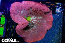 rare carpet anemone indo red pink w