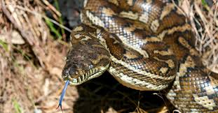 see the mive snake that invaded and