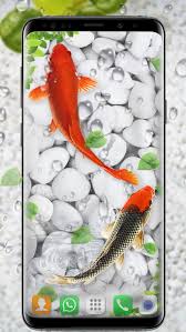 koi fish live wallpapers hd for android