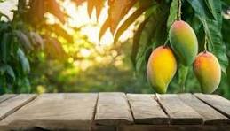 Mango Tree Stock Photos, Images and Backgrounds for Free ...