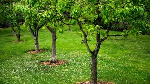 Stepover Fruit Trees The Perfect Way