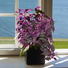 Gynura Purple Passion Plant