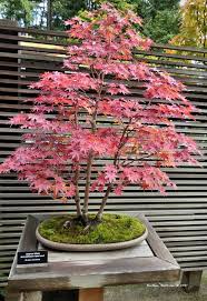 bonsai trees living works of art