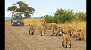 south africa safari tours light on