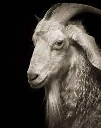 Who knew goats were so devastatingly photogenic?