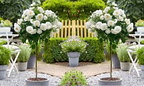White Roses Half Standard Garden