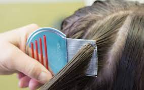 common myths ociated with head lice