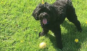 Cavapoo Exercise Requirements Puppy And Adult Cavapoo Needs