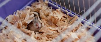 best hamster bedding reviewed for 2021