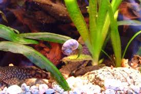 They grow fast and they grow large too. Details On Raising Ramshorn Snails Including Breeding And Forum
