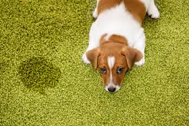 how to get dog urine out of carpet