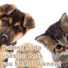 sodium bicarbonate uses for pets apc pure