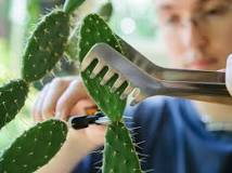 How do you take a cutting from a cactus?