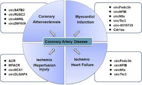 Schematic diagram pathophysiology of myocardial infarction. Regulatory Roles Of Circular Rnas In Coronary Artery Disease Molecular Therapy Nucleic Acids