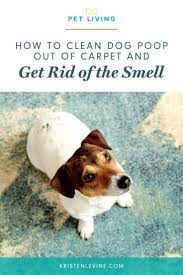 how to clean dog out of carpet and