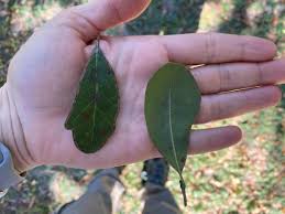 live oak or laurel oak uf ifas