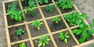 Square Foot Gardening Spacing