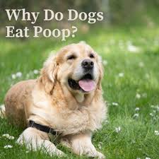 Why dogs eat thier pups. Why Dogs Eat Poop And How To Deal With This Gross Behavior Pethelpful