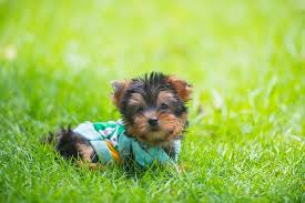The Complete Teacup Yorkie Care Guide Price Lifespan And More