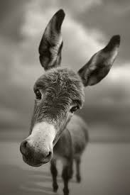 cute funny donkey wallpaper 640x960