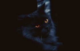 Wallpaper Cat Cat Look Face Black