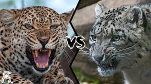 leopard vs snow leopard which is
