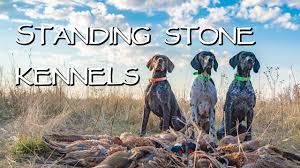 Together, they breed top quality german shorthair pointers and provide each customer with an exceptional experience. Standing Stone Kennels