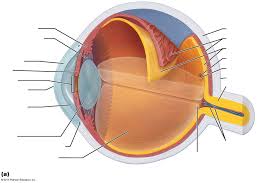 internal anatomy of the eye diagram