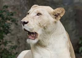 white coloration in lions