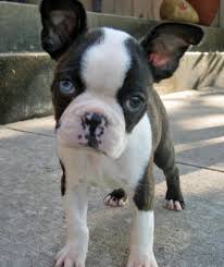 Learn more view details *payments as low as $155.59 / mo. Boston Terrier Puppies Blue Pets Lovers
