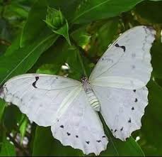 La mariposa blanca "Había una vez en Japón un anciano cuyo nombre era el de Takahama, y que vivía desde su juventud en una pequeña casa que él mismo había construido junto