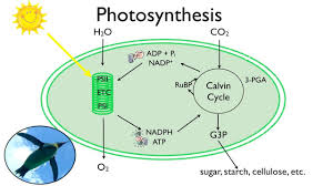 Our intention is that these photosynthesis review worksheet answer key photos gallery can be a hint for you, give you more samples and most important: Photosynthesis Fun In The Sun Youtube