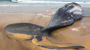 beached whale in australia shows