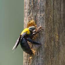 how to get rid of carpenter bees the