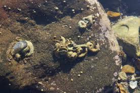 Abalone Cove Tide Pools California Tide Pools