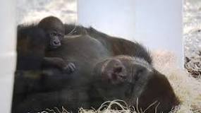Does the Como Zoo have gorillas?