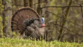 can-you-catch-a-wild-turkey