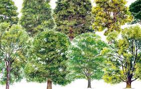 Guide To Identifying British Trees