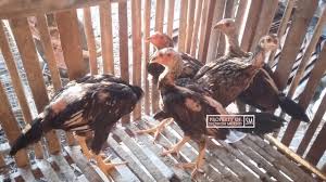 Terjadinya angin muson dari gerakan massa udara. Peternakan Ayam Birma Asli Dan Daftar Harga Ayam Kutok Hingga Lancur Youtube