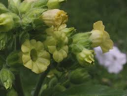 Nicotiana rustica - Michigan Flora
