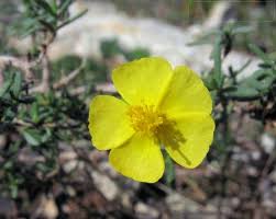 Fumana thymifolia (Thyme Rock Rose) : MaltaWildPlants.com - the ...